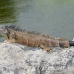 iguana_green_tf_gc_h_0087_cay1004.jpg